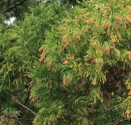 皮膚のバリア力の高さが花粉症対策！